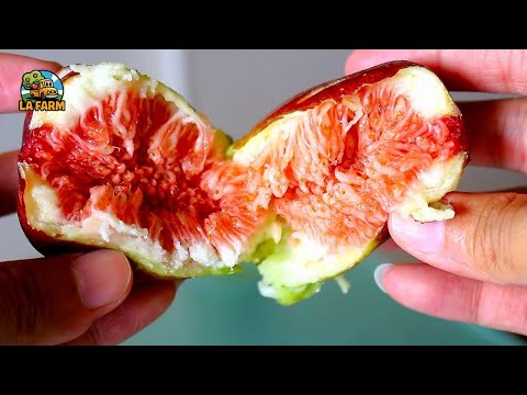How Farmers Harvest Sweet Figs in Kobe City, Japan | Agricultural Documentary