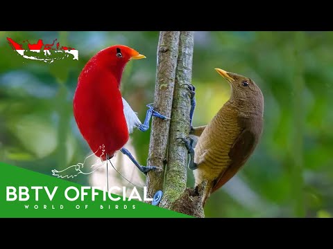 Birds Of Indonesia | Most Beautiful Birds in Indonesia You’ll Be Surprised! | BBTV Official