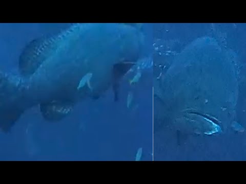 南油打魚2023-5 ～巨大龍躉同我打招呼🫱🏻‍🫲🏽沙巴/油甘/芝麻斑/海狼/黃黑吊