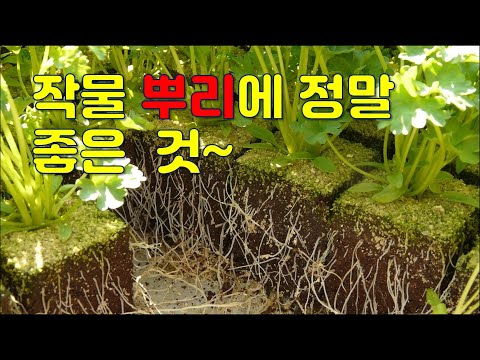 작물 뿌리에 가장 좋은 성분 4가지, 발근제 제대로 고를 수 있는 방법