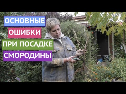 КАК ПРАВИЛЬНО ПОСАДИТЬ СМОРОДИНУ!