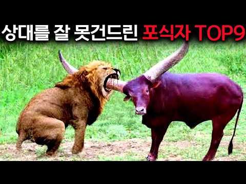 The terrible ending of a lion who provoked the wrong opponent