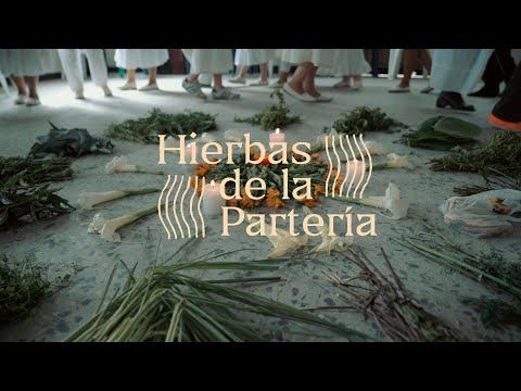 Power plants | Sacred plants of indigenous midwifery