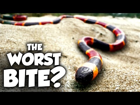 The Worst Snake Bites in the US Ranked