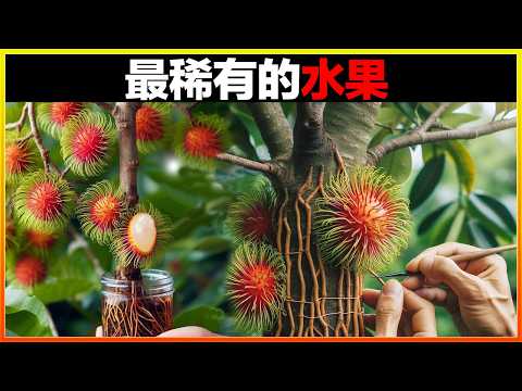 20種你幾乎很難遇到的奇怪水果，倒數第九個千萬別吃，怕你會想入非非｜排名｜世界之最｜地球之最｜獵奇｜睡前故事