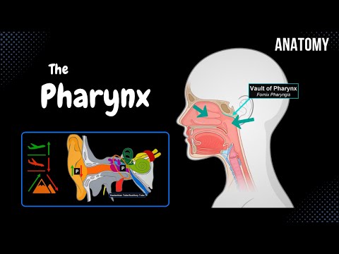 Pharynx Anatomy (Parts, Layers, Muscles)