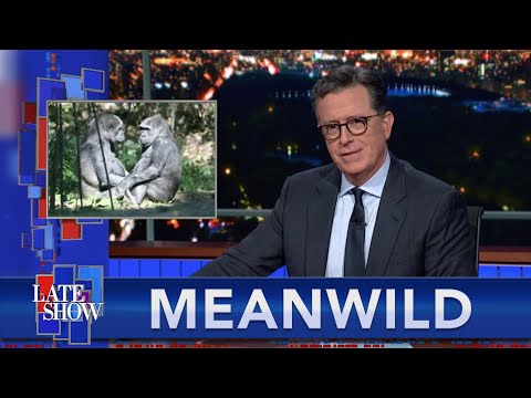 Meanwhile... Lantern Flies, Horny Gorillas And Halloween Bats