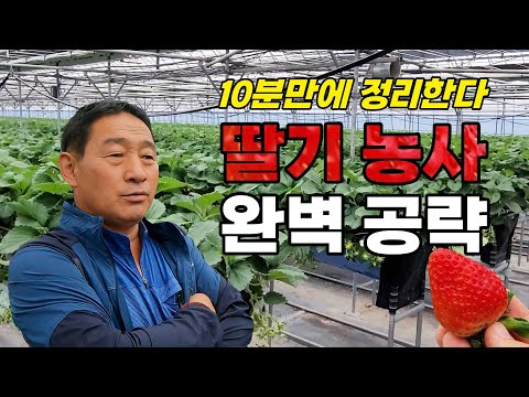 연매출 1억 귀농인이 알려주는 딸기농사 완벽 공략 법