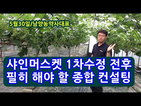 Farm management essential before and after the first Shine Muscat fertilization (Namyang Agricult...