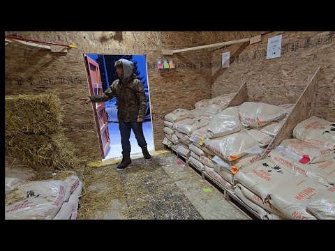 НАБРАЛИ БЕСПЛАТОЙ СОЛОМЫ И ПШЕНИЦЫ .СЕЛЬЧАНКА В АМЕРИКЕ. 