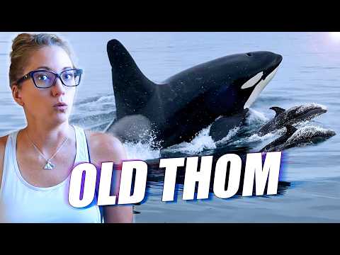 Mystery of Old Thom: the Orca Who Lives With Dolphins