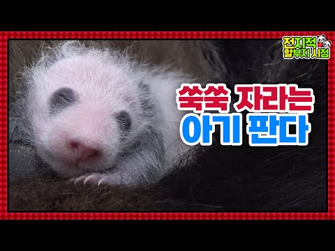 (SUB) Sharing Update On Korean Twin Pandas' Life│ Panda World🐼