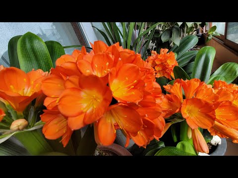 군자란 분갈이 할때 이것 넣어보세요 꽃 풍성하게 분갈이 방법 기르는 방법 모든것 완전 끝