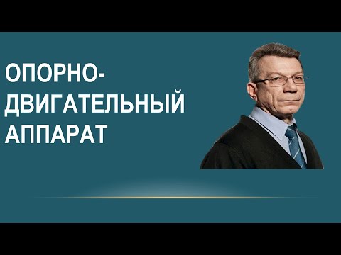 Ультразвуковая анатомия коленного сустава