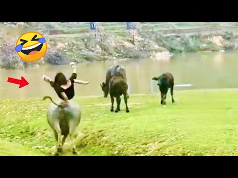 TRY NOT TO LAUGH 😆 Best Funny Videos Compilation 😂😁😆 Memes PART 245