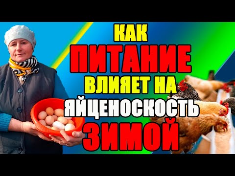 How does NUTRITION affect the EGG PRODUCTION of chickens in winter.