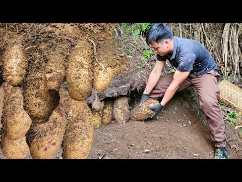 Trieu Kha Diligently Goes into the Forest to Harvest, Selling Giant Potatoes for High Value