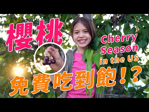 櫻桃季：7女兒很開心每天有酸甜多汁的櫻桃能-吃到飽！Cherry Season Is Here! 7 Daughters Flock to Nearby, Loaded Cherry Trees!
