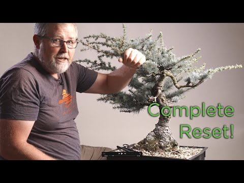 He Cut the Top Off This Bonsai… and Started Over