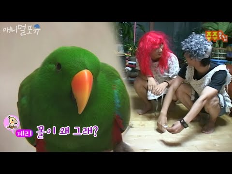 There is a parrot that scolds its owner.
