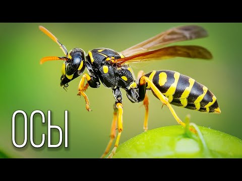 Wasps: Aerial Striped Wolves | Interesting Facts About Wasps