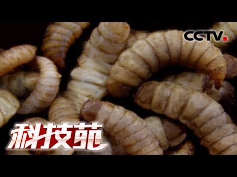 《科技苑》虫吃粪 巧治污 水清稻更香 20181127 | CCTV农业