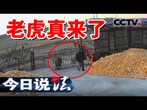 《今日说法》黑龙江老虎进村 大爷双手插兜前去观望 不料老虎一个猛扑...... 20250113 | CCTV今日说法官方频道