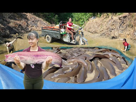 Catching Many Big Catfish In Mud Pond, Use 3-Wheeled Truck To Transport Many Big Fish Go To Sell
