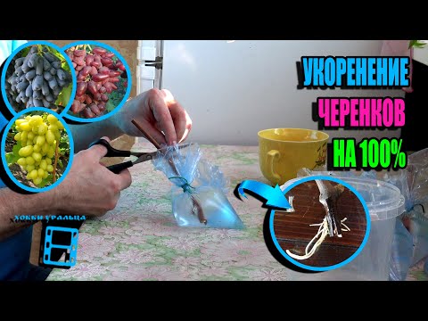 A SUPER METHOD FOR ROOTING GRAPE CUTTINGS IN BAGS FROM YURI NEUIMIN. NORTHERN VINEYARD 08/25