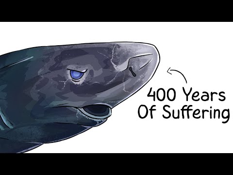 Why it Sucks To Be Born As a Greenland Shark