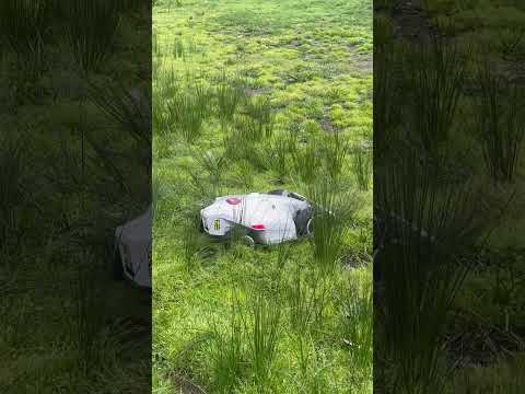 Luba cutting reeds taller than itself #luba #robotmower #shorts
