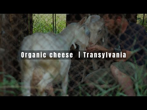 Simple life in a village in Transylvania | | take care of the goats | I make cheese