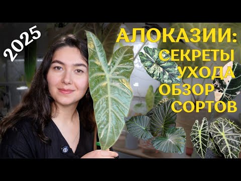 ВСЁ о моих АЛОКАЗИЯХ | обзор 17 СОРТОВ | грунт, ФИТИЛЬНЫЙ ПОЛИВ, удобрения и прочие ЛАЙФХАКИ 🪴