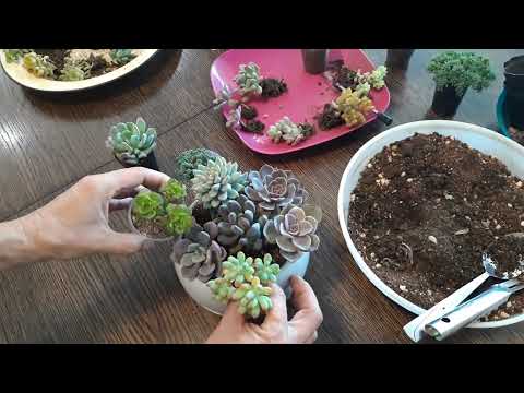 Садик суккулентов. Нюансы, детали. Как сделать.