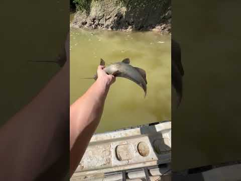 River Catfishing - Part 4