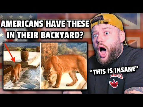 Scared British Guy reacts to "Deadly Animals Lurking in American Backyards"