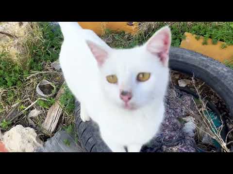 Will These Starving Cats Survive the Abandoned Ruins? 😿 Raw Feeding Meows (No Edit!)