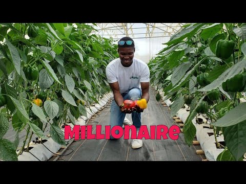 He Makes Averagely 30K From Establishing Greenhouse/ Open Field Modern Farms For People In Ghana 🇬🇭