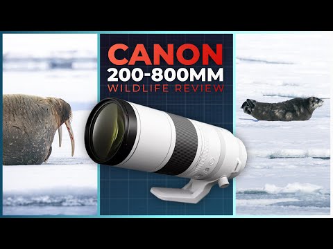 Is Canon's Most POWERFUL Zoom Any Good? | RF 200-800mm