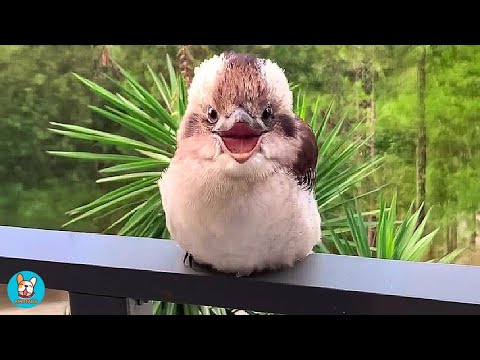 They Trusted Me With Their Baby Kookaburra… And It Changed Everything