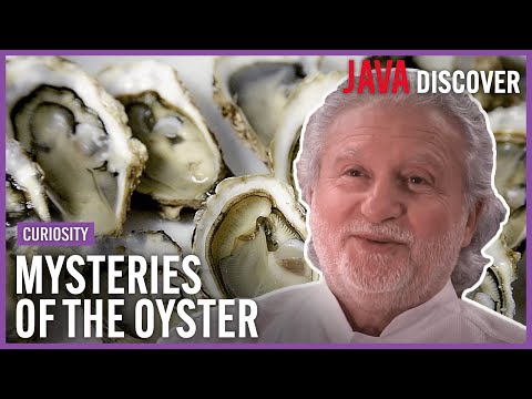 What are Oysters and Where Do They Come From? The Mysteries of the Oyster | Full Documentary