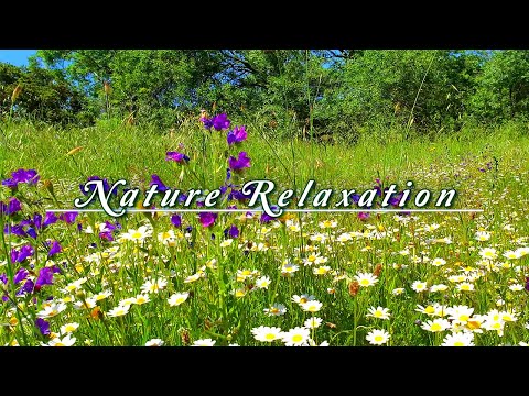 Relaxing Nature Ambience Meditation 🌼GOOD MORNING SPRING🌼Healing Nature Sounds in a Flowery Meadow#2