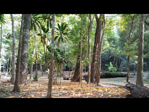 01 Hora de Música Clássica para Acalmar e Pacificar | Instrumental Piano