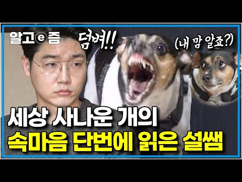 “이빨만 거짓말을 하고 있었어요” 한번 발동 걸리면 보호자조차 무차별 공격하는 랫 테리어, 맥스! 한국에 온 뒤 문제 행동이 더 심해졌다는데.. │세상에 나쁜 개는 없다│알고e즘