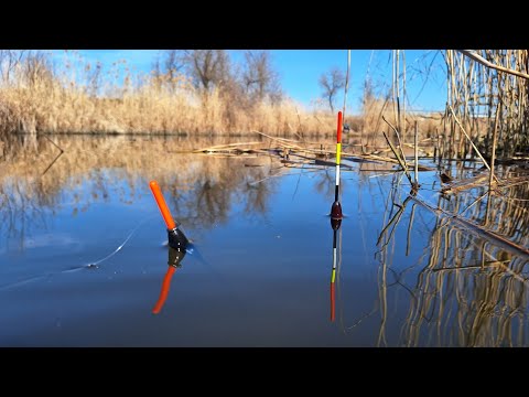 Відкриття сезону 2025. Рибалка на ПОПЛАВОК в березні. Велика батониста плотва на поплавочну вудку
