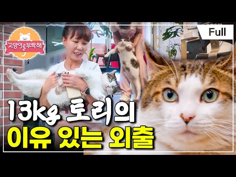 [Full] Please Take Care of My Cat - 13kg Tori's Reasonable Outing