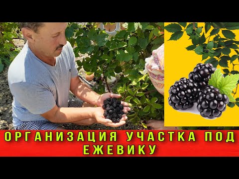 Организация участка под ЕЖЕВИКУ