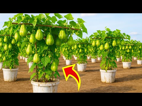 Secret Hack: Grow Big Chayote in Plastic Containers