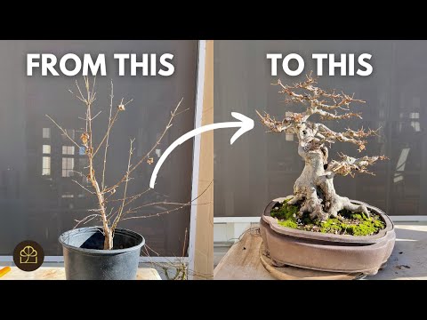 How to Turn a 3-Year-Old Tree to 25-Year-Old Bonsai