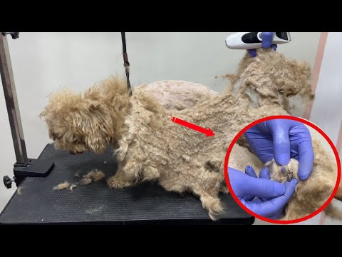 He had giant hair matted and it's the heaven of tick